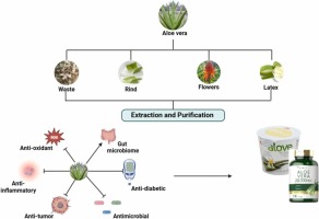 Aloe Vera Plant Benefits in Daily Life
