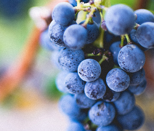 10 Easy & Delicious Snacks to Make Quickly at Home 10 mint