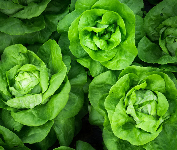 Potato Frankie / Roll