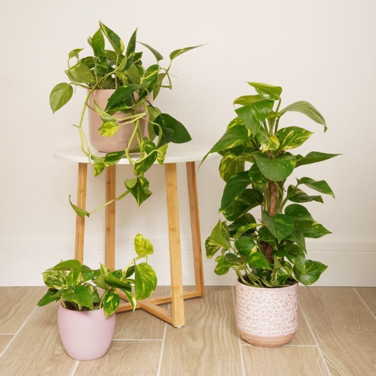 money plant care guide