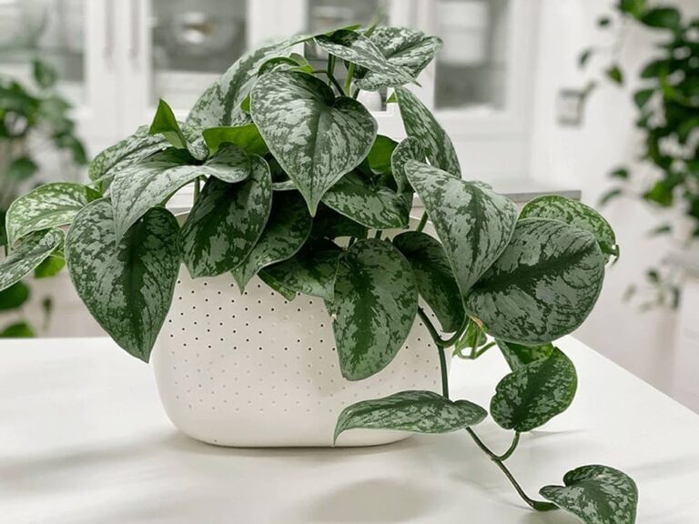 Money Plant Care