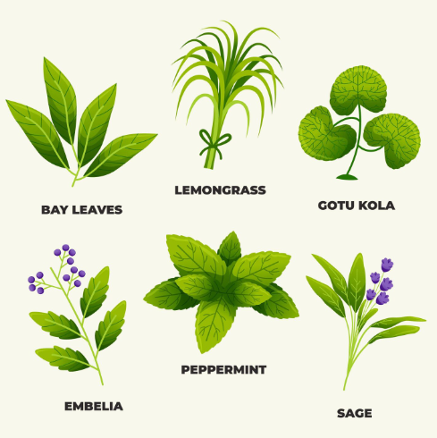 types of tulsi