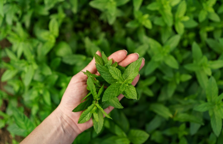 Tulsi Plant Benefits