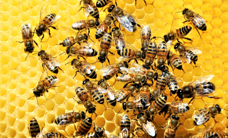 Honey Bees: Importance & How They Make Honey