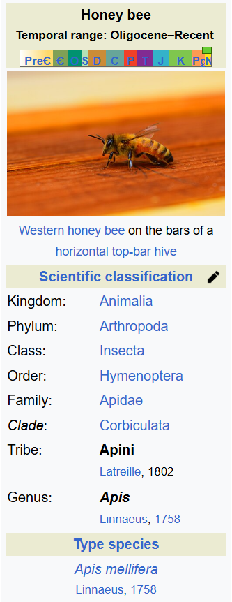 Honey Bees: Complete Life Cycle, Traits