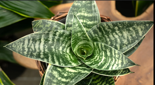 snake plant guide