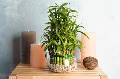 Bamboo Plant Care