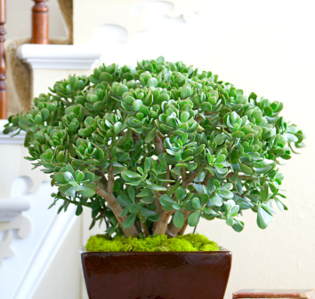 Jade Plant Care Guide