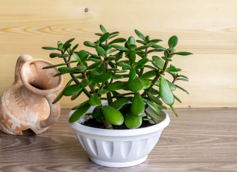 Jade Plant