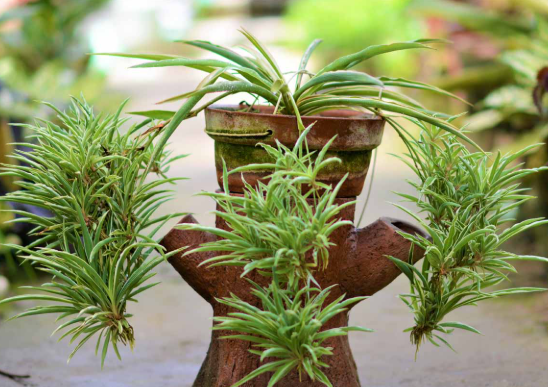 Spider Plant Care Guide