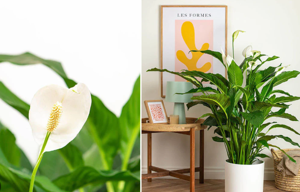 Peace Lily Care Guide