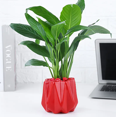 Peace Lily Care Guide