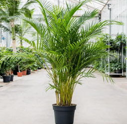 Areca Palm care guide