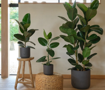 Rubber Plant Care Guide
