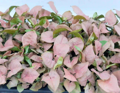 Syngonium Plant Care Guide