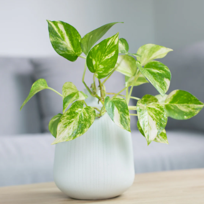Pothos plant care