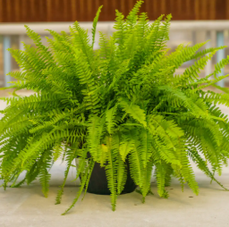 Fern Plant Care
