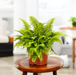 Areca Palm Care Guide