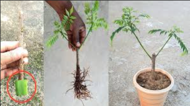 curry leaf plant care guide